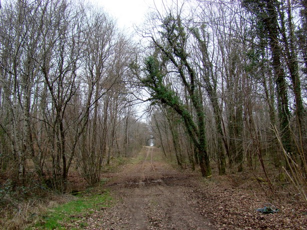 quelques images de la forêt Dsc03104