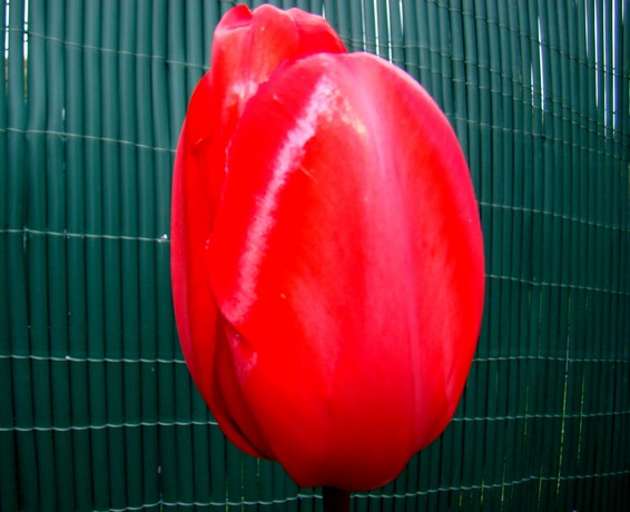 tulipes Dsc03657