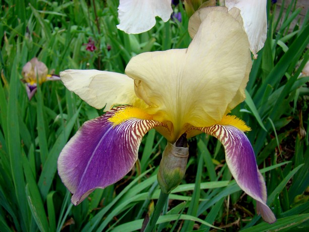 cadeau ,les iris au jardin Dsc05332