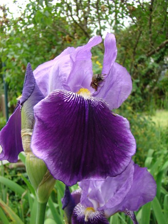 cadeau ,les iris au jardin Dsc05335