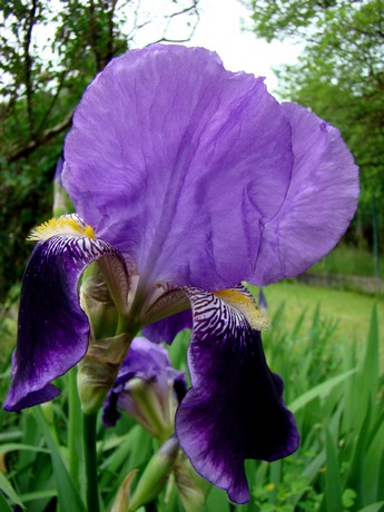 cadeau ,les iris au jardin Dsc05336