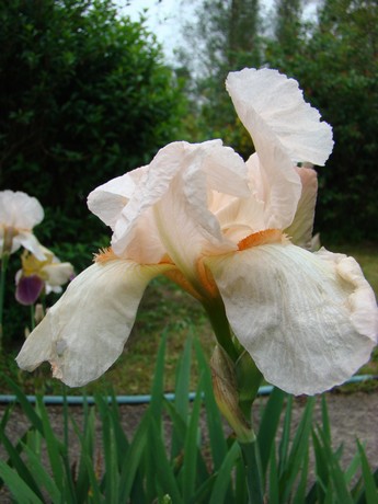 cadeau ,les iris au jardin Dsc05339