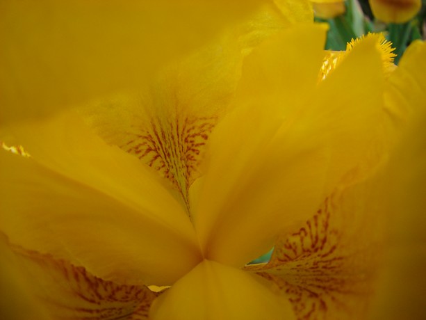 cadeau ,les iris au jardin Dsc05343