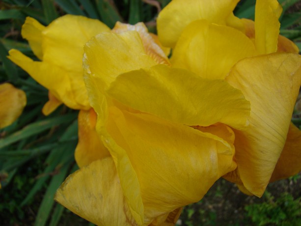 cadeau ,les iris au jardin Dsc05344