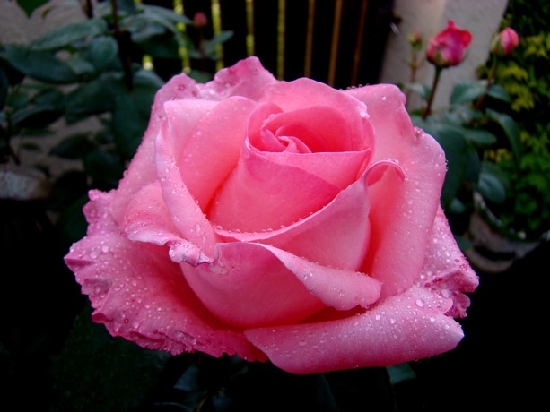 roses au jardin Dsc06738
