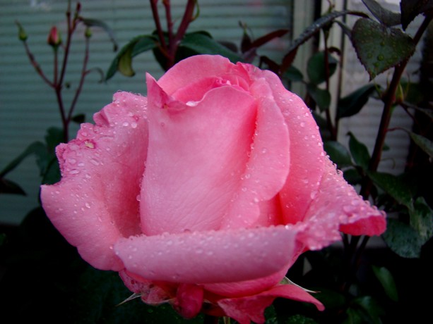 roses au jardin Dsc06816