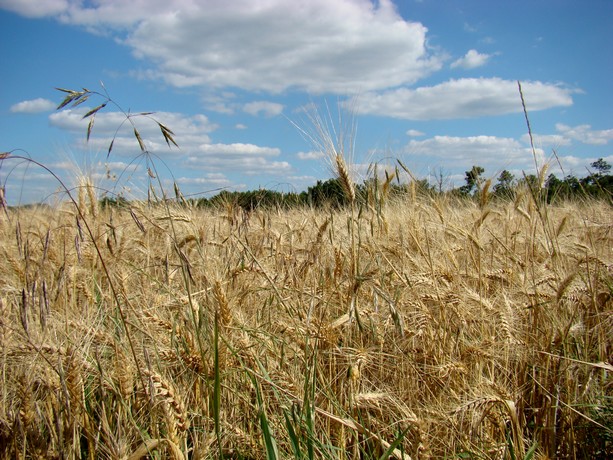 paysage de charente Dsc07922