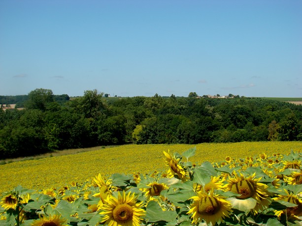 un 19 juillet en charente Dsc08030