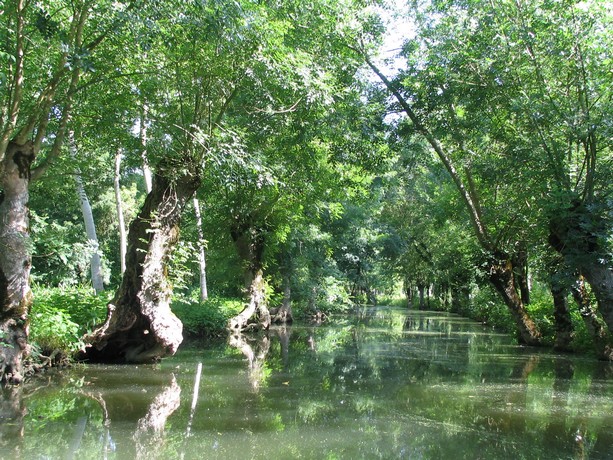 marrant ;marais poitevin Img_0045