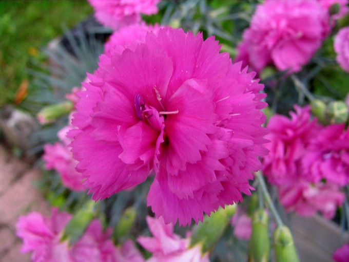 toutes les fleurs de couleur roses et rouges Img_0318