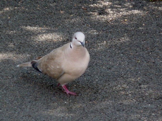 "Nos" oiseaux seulement . - Page 3 P1050825