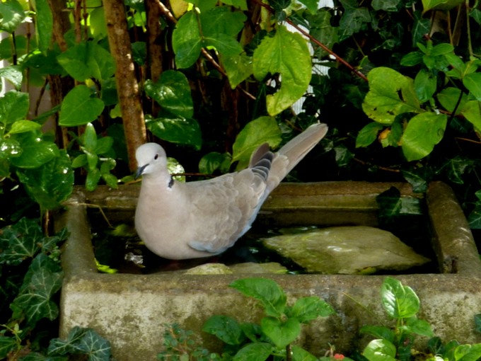 "Nos" oiseaux seulement . - Page 3 P1050826