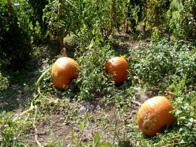 la charente ,vallée des eaux claires P1060021