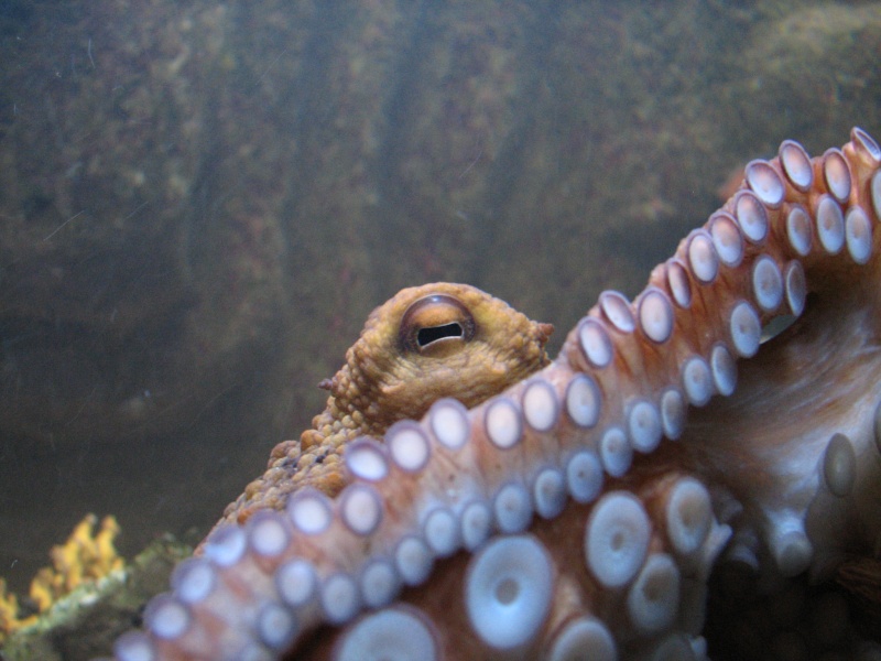 Aquarium de Nancy (photo inside) 0308_119