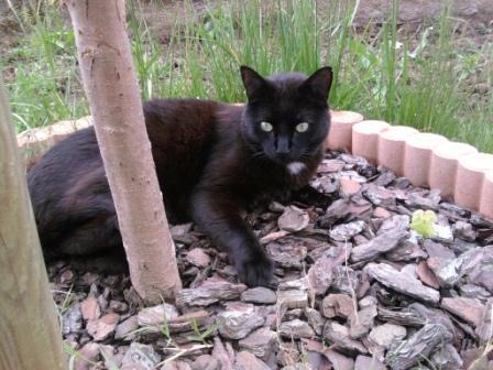 Perdu Stitch, chat noir médaillon blanc- Mondonville 21/07/11 Perdus10