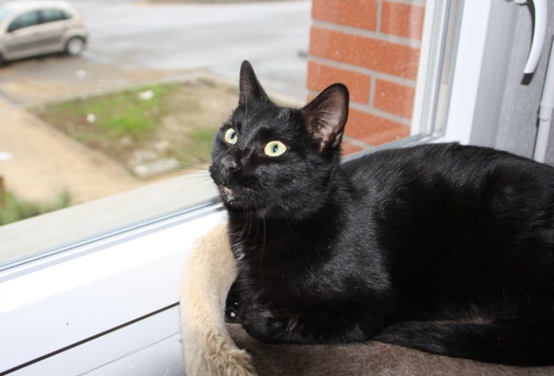 Trouvé chat noir à Lèguevin