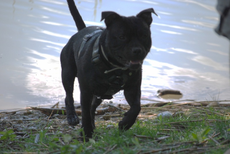 Neo, staffie Dsc_0241