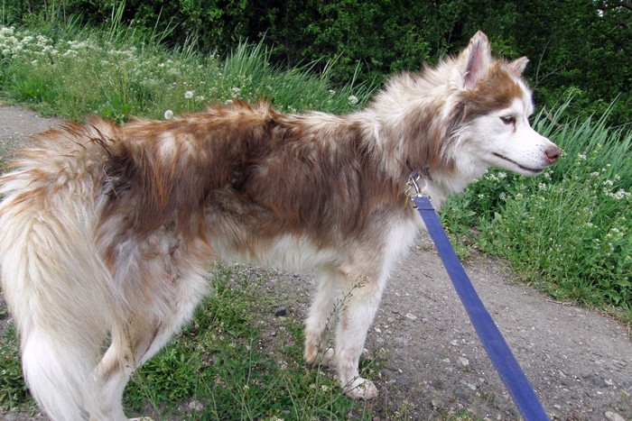 UGO - male husky à poil long ( APA 63 ) P5090310