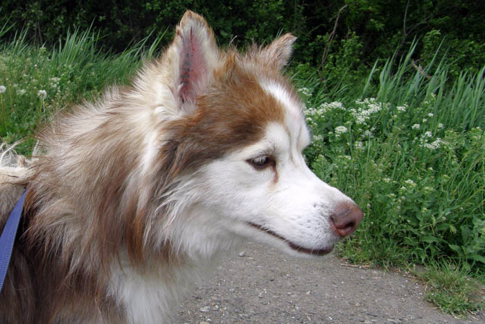 UGO - male husky à poil long ( APA 63 ) P5090312