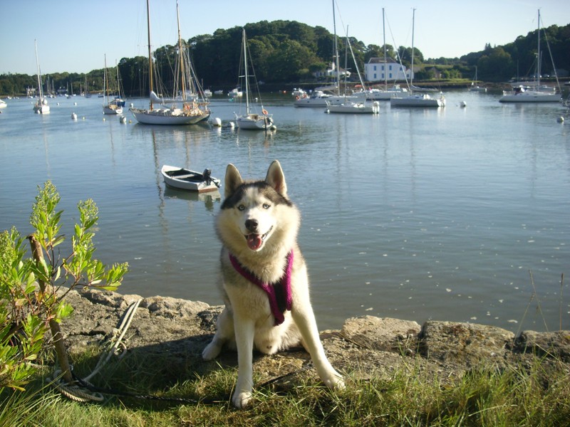 Concours photo de juillet aout "Chien/s et les vacances" La_tri14