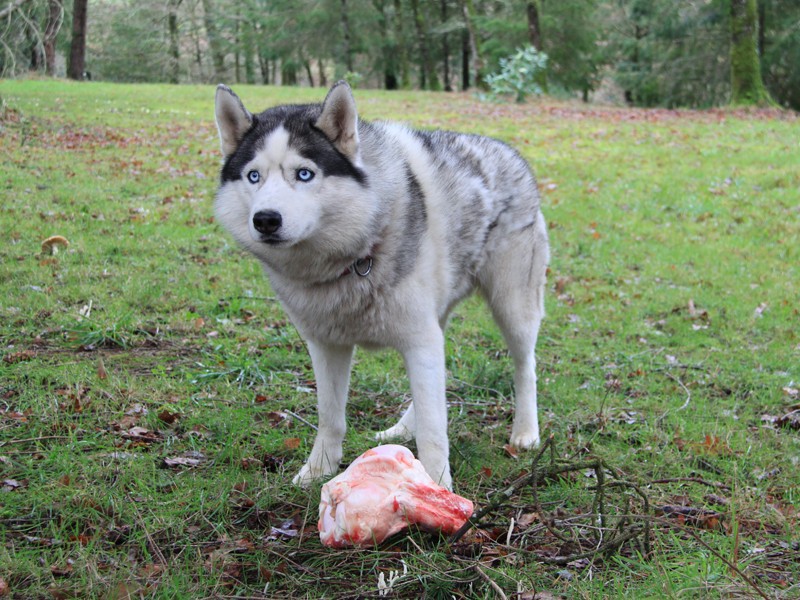 Concours photo de janvier (les cadeaux de Noël de vos Chiens, la fête) Tosca_16