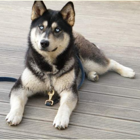 Falco, né/e en 2010, Husky, Mâle à l'adoption dans le 68480. ADOPTE Vial10