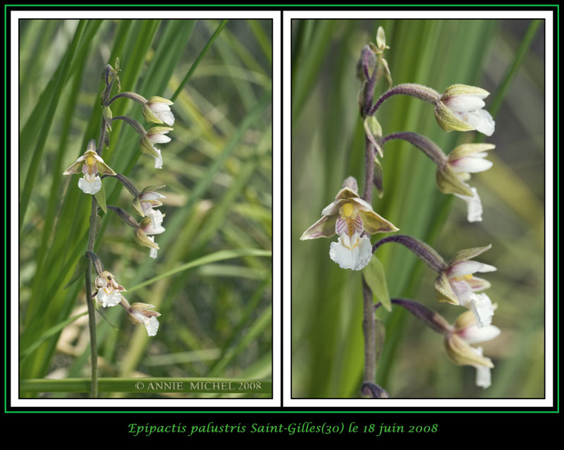 Epipactis palustris ( Epipactis des marais ) 02-02v16