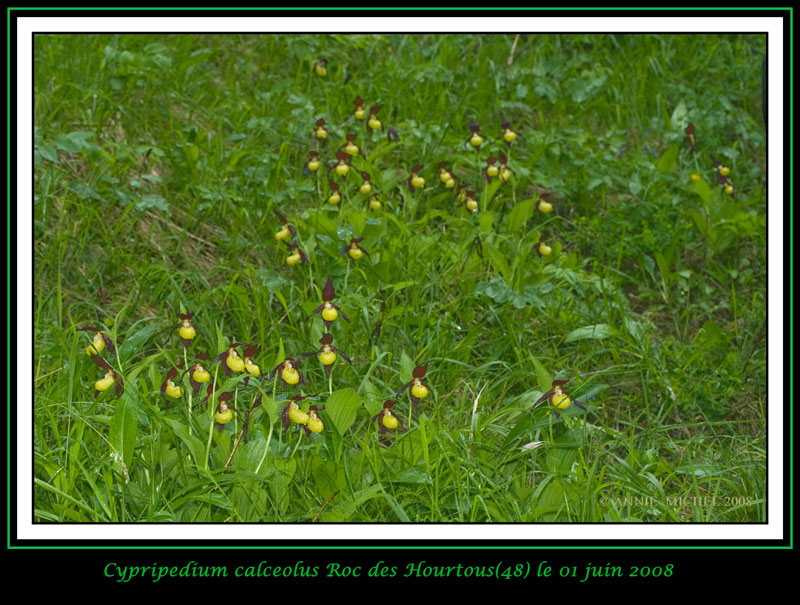 Cypripedium calceolus  ( Sabot de Vénus ) 02-20017