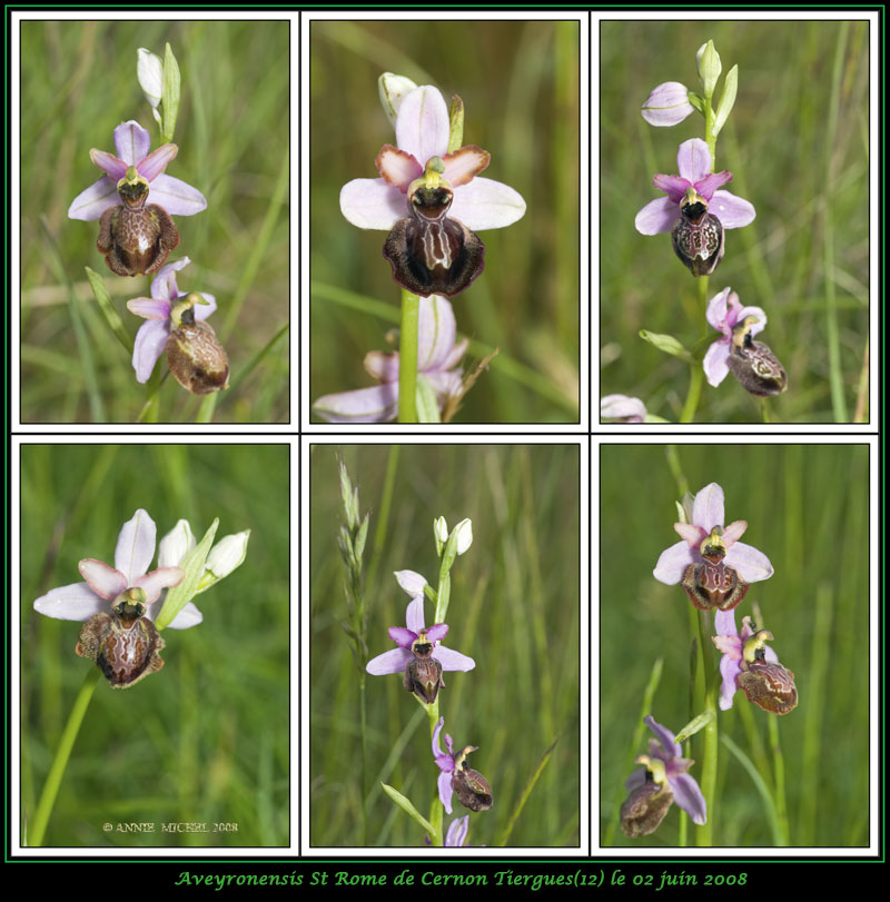 Ophrys aveyronensis ( Ophrys de l'Aveyron ) 02-6vu10
