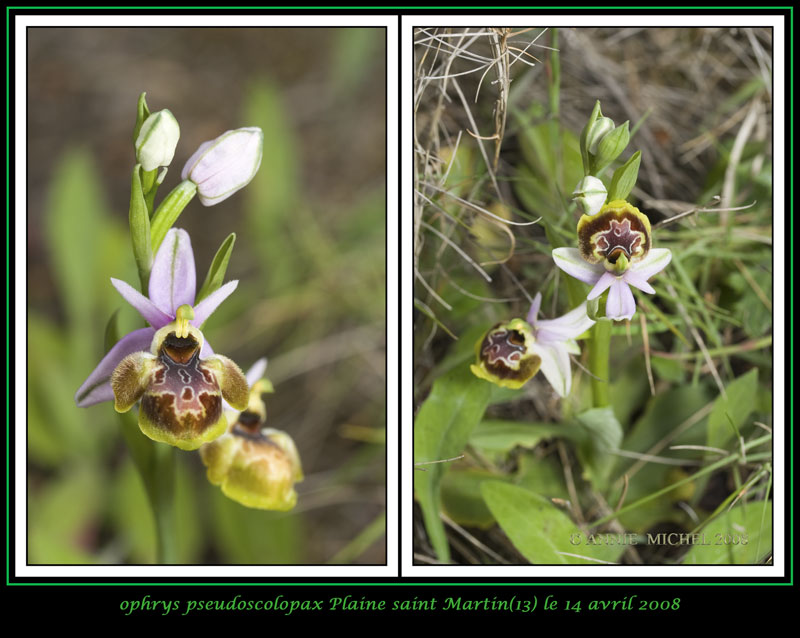 Ophrys fuciflora subspc linearis 03-02v16