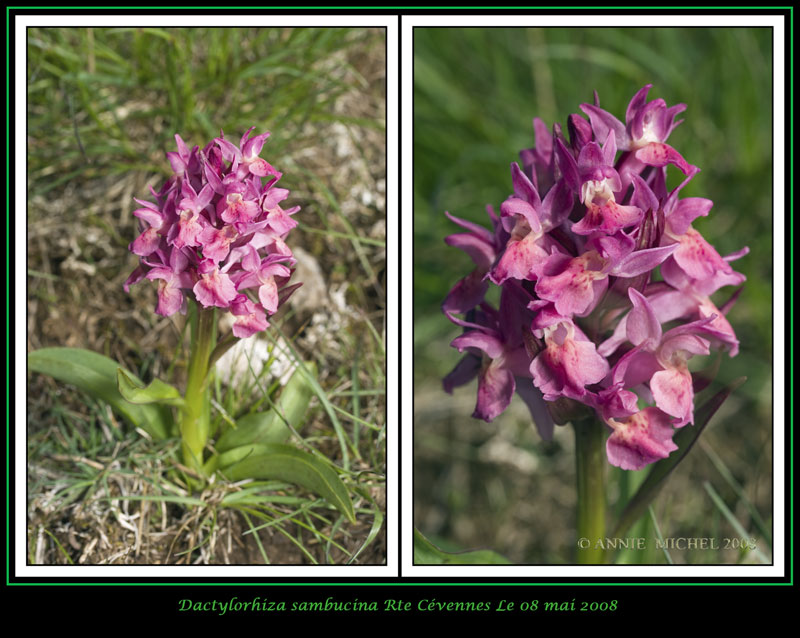 Dactylorhiza sambucina ( Orchis sureau ) 03-20012