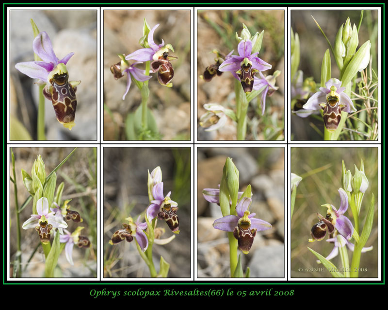 Ophrys scolopax ( Ophrys bécasse ) 04-08-10