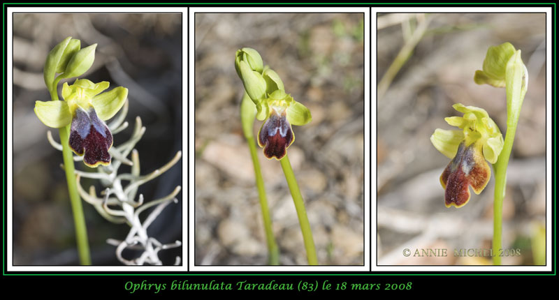 Ophrys (Pseudophrys) marmorata / bilunulata / subfusca 04-3vu10