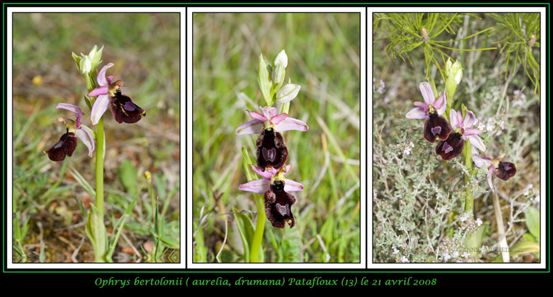 Ophrys bertolonii saratoi ( O. drumana ) 06-03v11