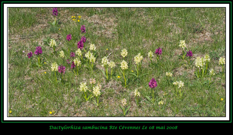 Dactylorhiza sambucina ( Orchis sureau ) 06-20011