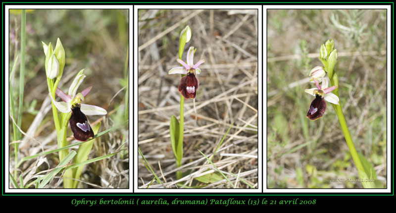 Ophrys bertolonii saratoi ( O. drumana ) 07-03v12