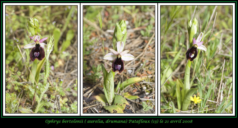 Ophrys bertolonii saratoi ( O. drumana ) 08-03v13