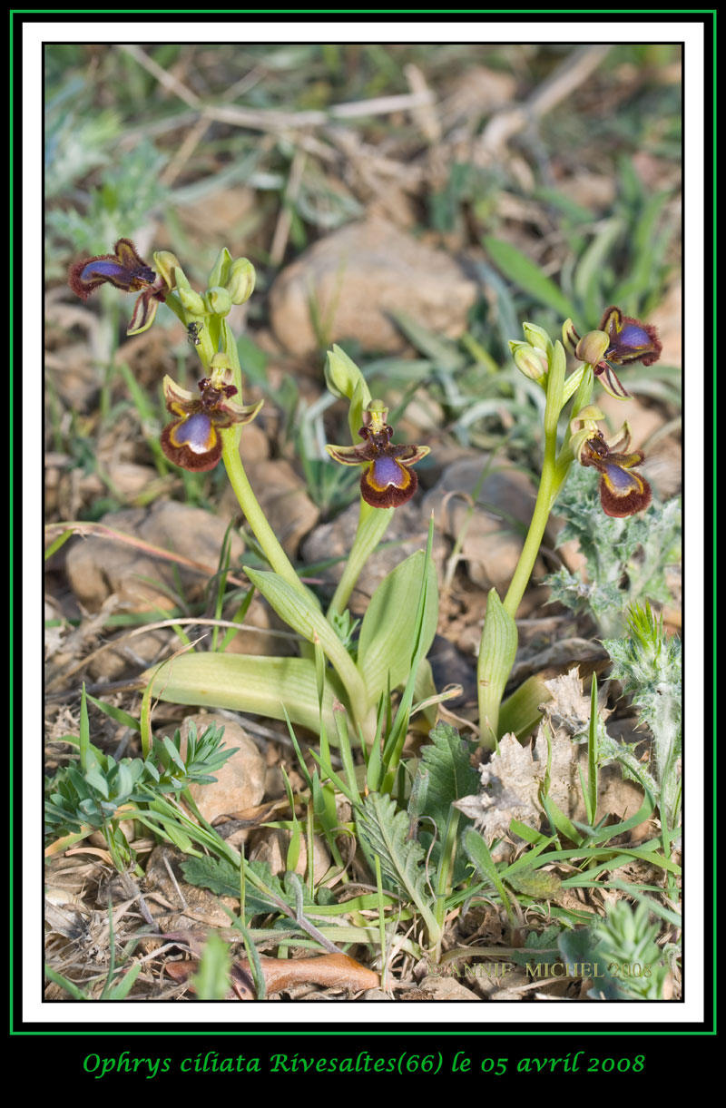 Ophrys speculum( Ophrys miroir ) 08-20012