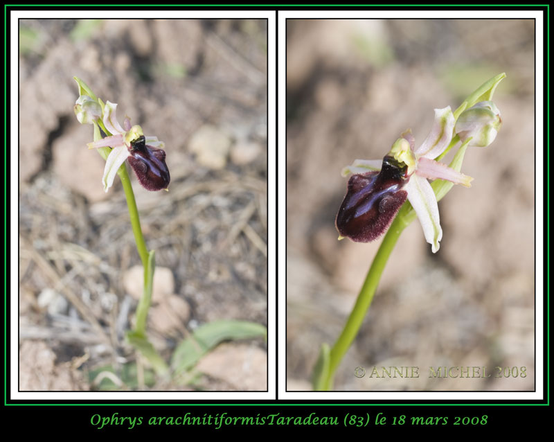 Ophrys exaltata arachnitiformis ( O. en forme d'araignée ) 08-2vu10