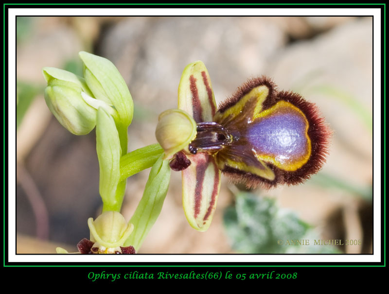 Ophrys speculum( Ophrys miroir ) 09-20011