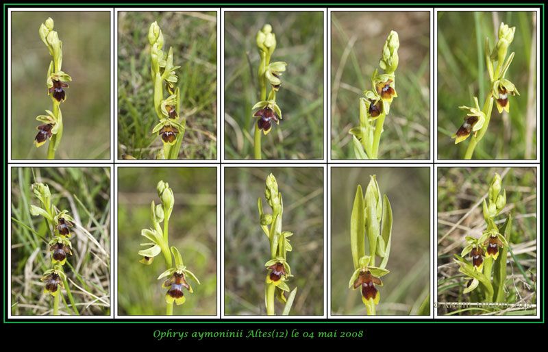 Ophrys insectifera subsp aymoninii ( Ophrys d'Aymonin ) 09-20014