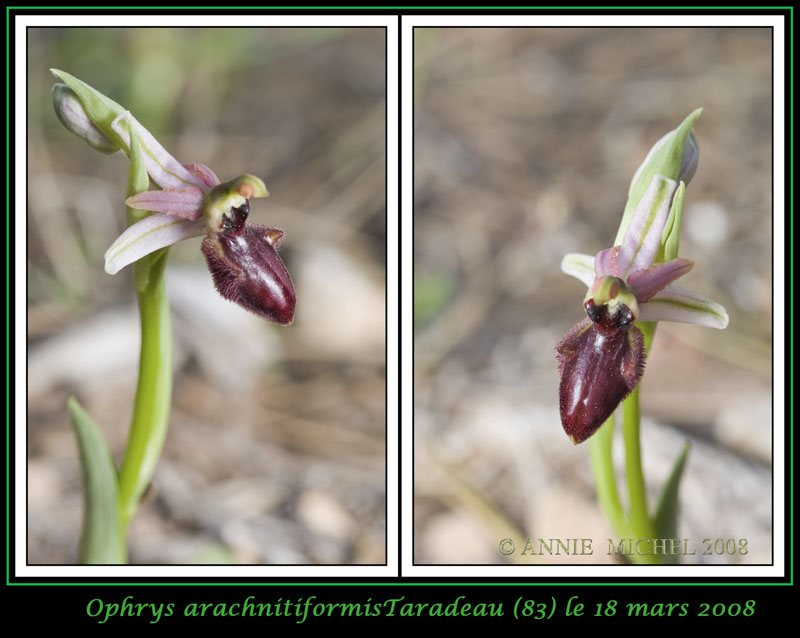 Ophrys exaltata arachnitiformis ( O. en forme d'araignée ) 09-2vu10