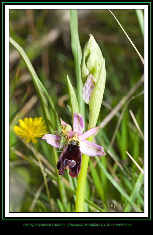 Ophrys bertolonii saratoi ( O. drumana ) 10-01v10