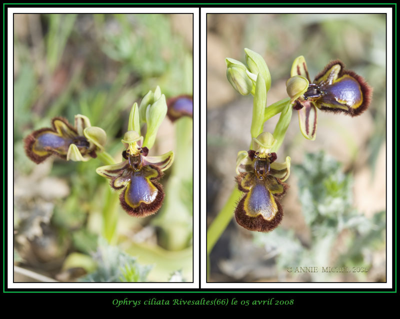 Ophrys speculum( Ophrys miroir ) 10-02-12