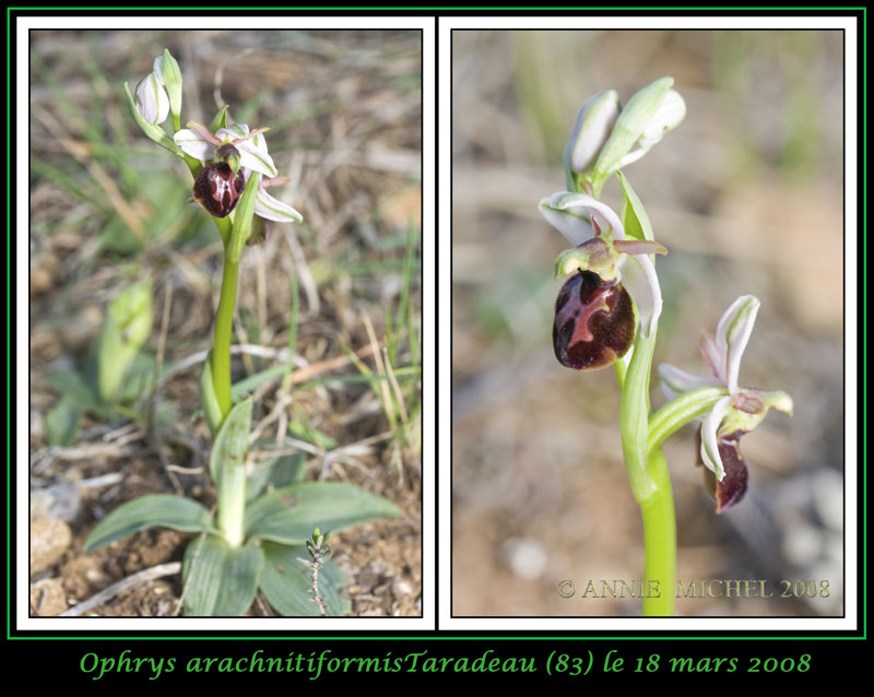 Ophrys exaltata arachnitiformis ( O. en forme d'araignée ) 10-2vu10