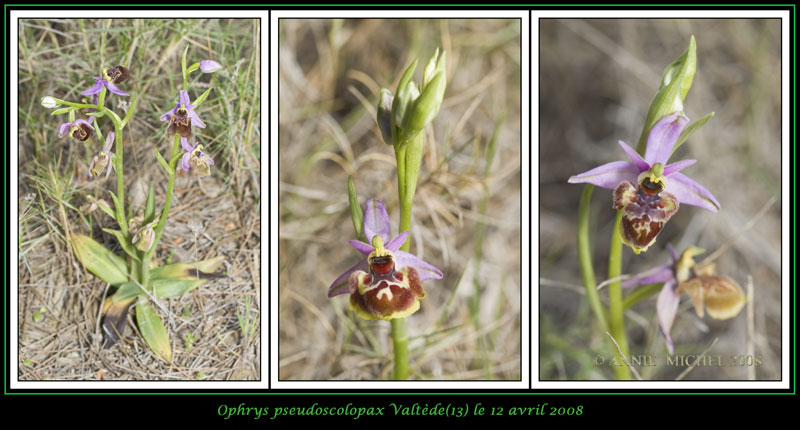 Ophrys fuciflora subspc linearis 11-03v10