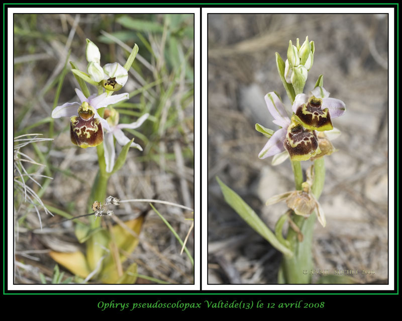 Ophrys fuciflora subspc linearis 12-03v10