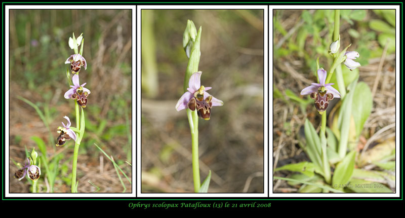 Ophrys scolopax ( Ophrys bécasse ) 12-03v11