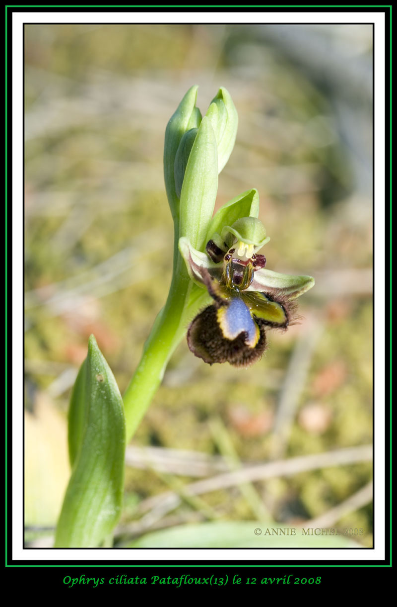 Ophrys speculum( Ophrys miroir ) 12-20012