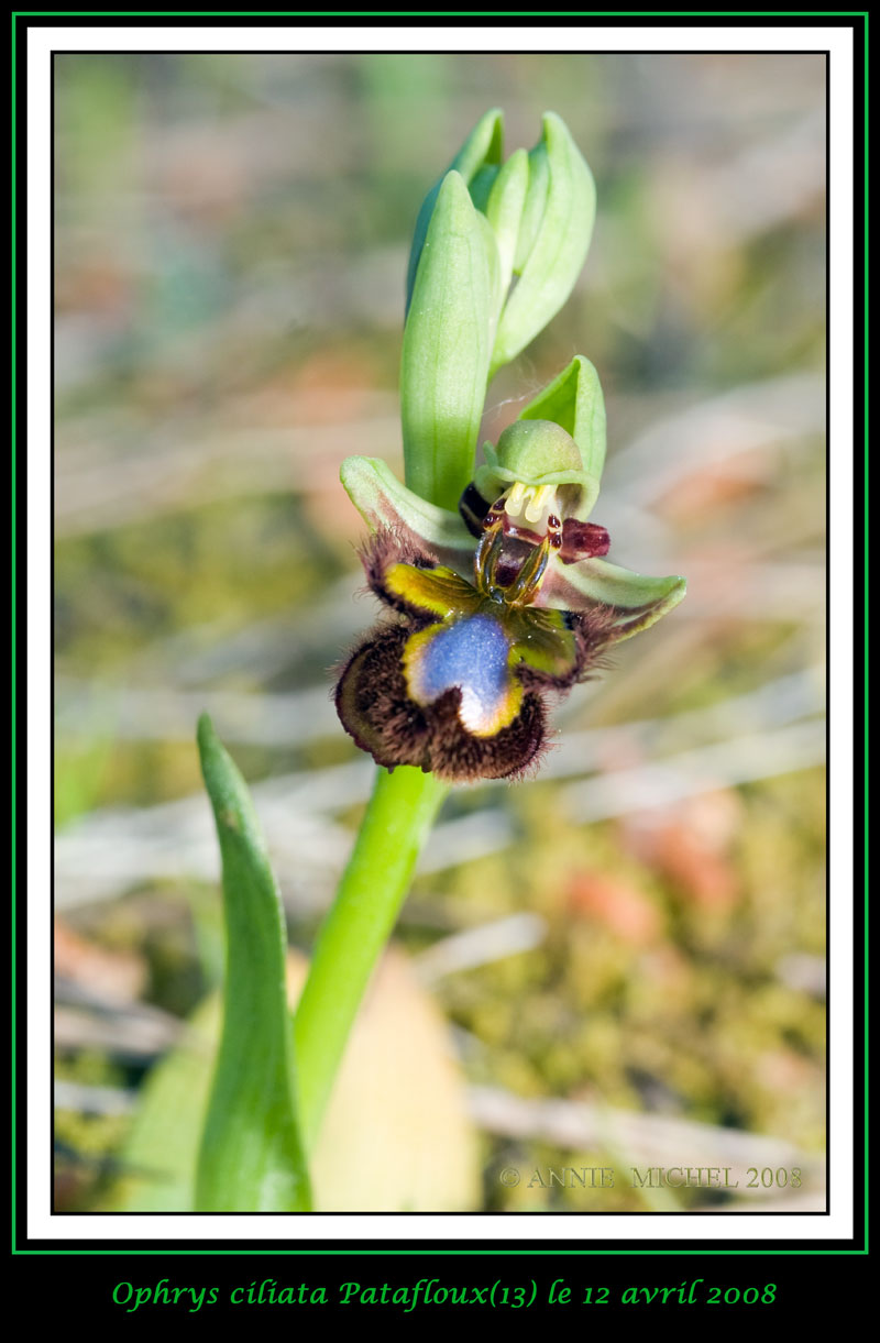 Ophrys speculum( Ophrys miroir ) 13-20011